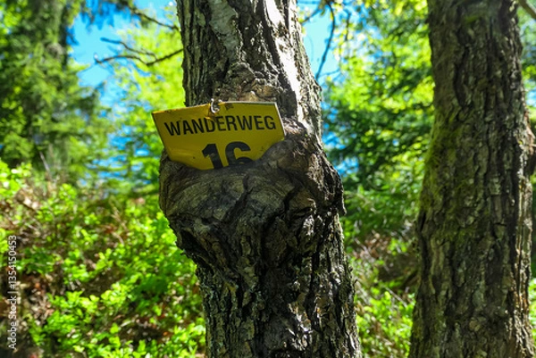 Fototapeta Yellow hiking trail sign labeled Wanderweg 16 is partially engulfed by the bark of a tree, symbolizing nature reclaiming man-made objects. Captured in Velden, Carinthia, Austria, amidst lush greenery
