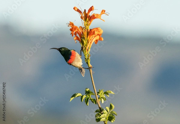 Fototapeta Southern double-collared sunbird or lesser double-collared sunbird (Cinnyris chalybeus) clinging to cape honeysuckle flower against blurred blue background