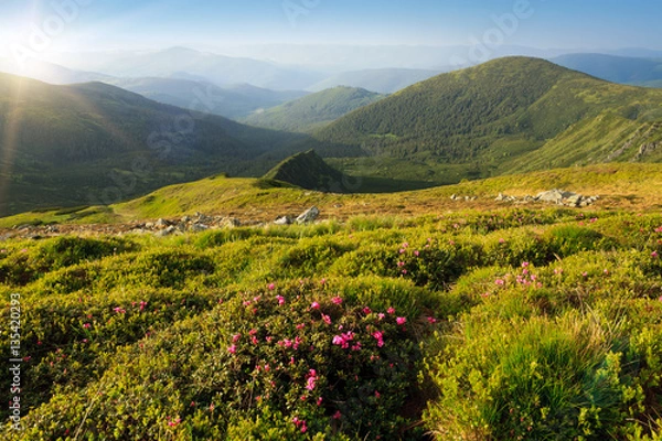 Fototapeta The slopes of the mountains covered with blooming rhododendrons. Carpathians.
