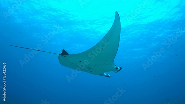 Obraz Manta ray swims on a coral reef.