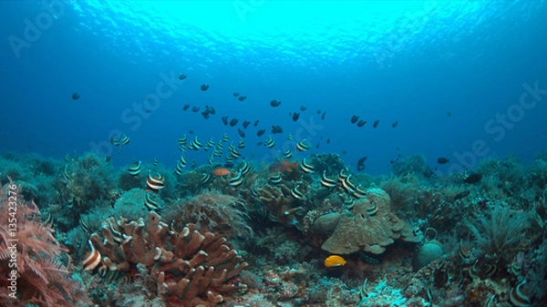 Obraz Pennant Bannerfish and Damselfishes on a staghorn coral.
