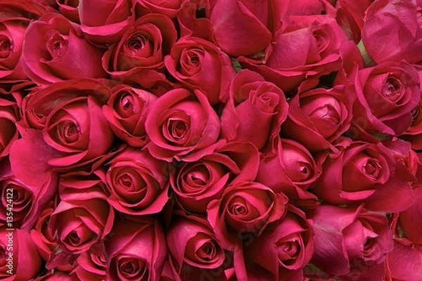 Obraz Czerwone róże jako tło