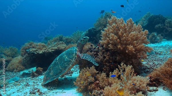 Obraz Hawksbill turtle on a colorful coral reef.