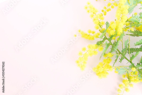 Obraz ミモザの花