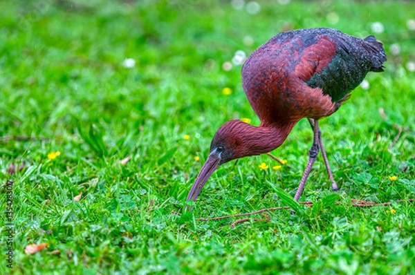 Fototapeta Glossy ibis, Plegadis falcinellus, searching for worms.