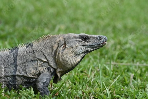 Obraz Gemeiner Schwarzleguan