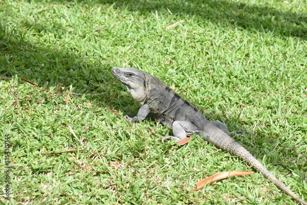 Obraz Gemeiner Schwarzleguan
