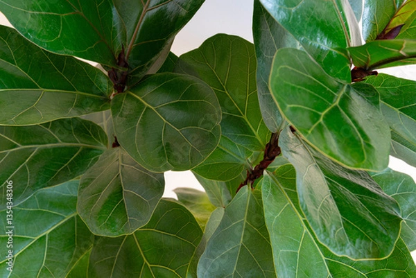 Fototapeta Ficus lyrata Bambino (Dwarf Fiddle Leaf Fig) foliage close up