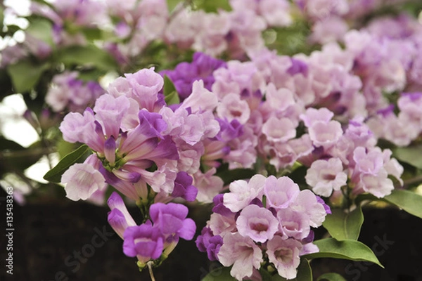 Obraz Garlic vine violet flower selective focus point