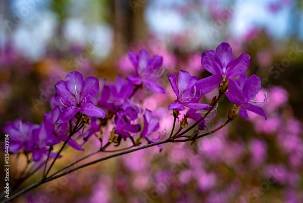 Obraz Pinkfarbene Azaleen im Frühling