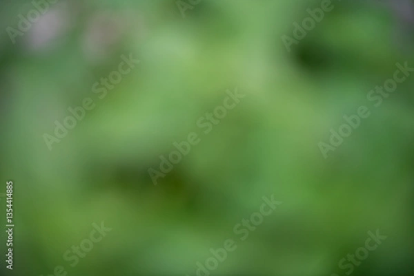 Fototapeta soft, blurred green background creates calming atmosphere