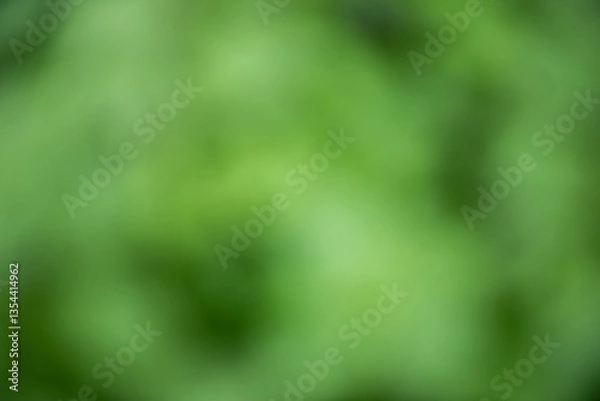 Fototapeta Soft green blurred background evokes sense of tranquility and nature