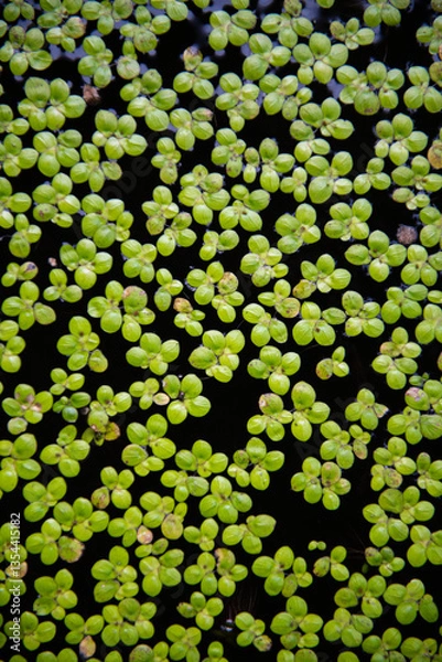 Fototapeta Lush green water plants create vibrant pattern on dark surface, evoking tranquility