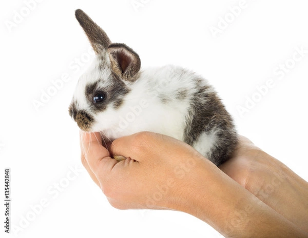 Obraz little white and black rabbit sitting in hands