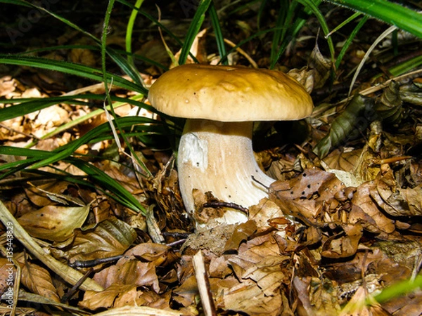 Fototapeta Boletus edulis in the forest