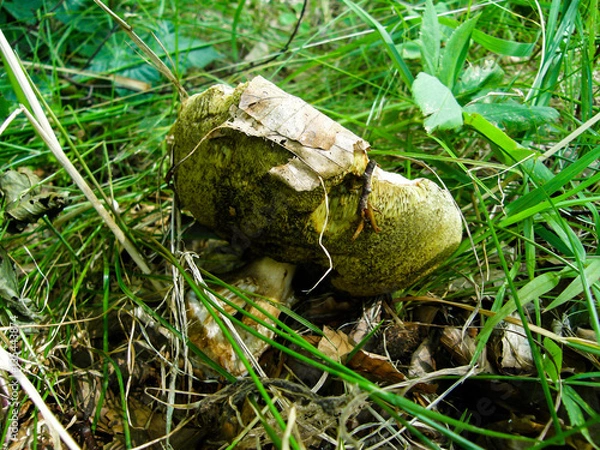 Fototapeta Boletus edulis in the forest