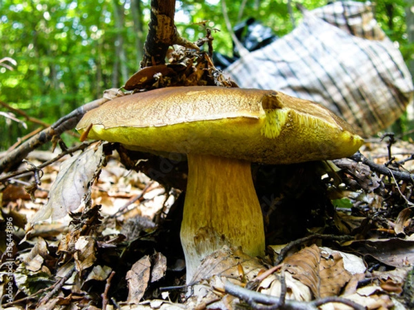 Fototapeta Boletus edulis in the forest