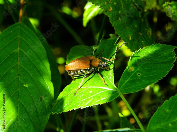 Obraz cockchafer on the leaf