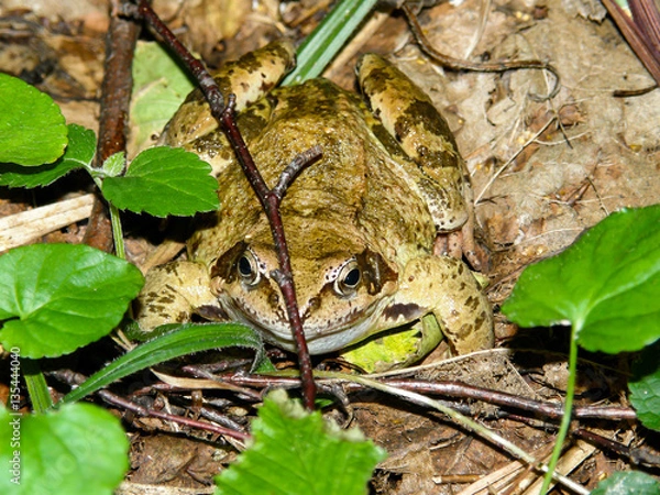 Obraz frog in the forest