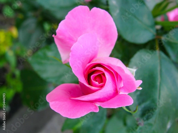 Obraz Pink rose
