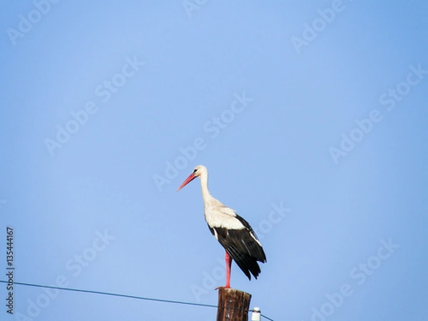 Fototapeta stork