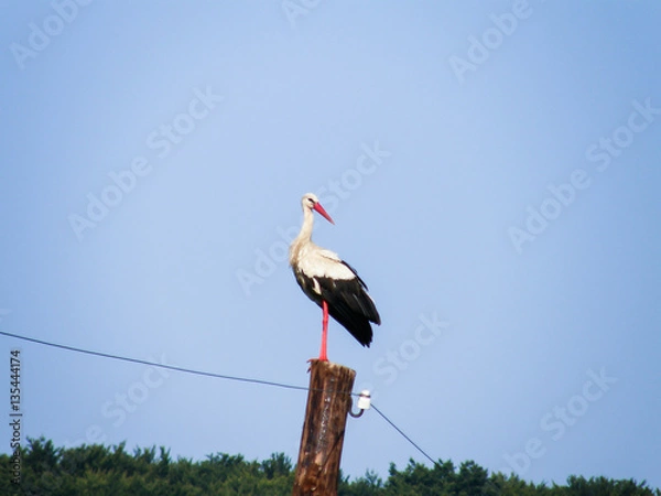 Fototapeta stork