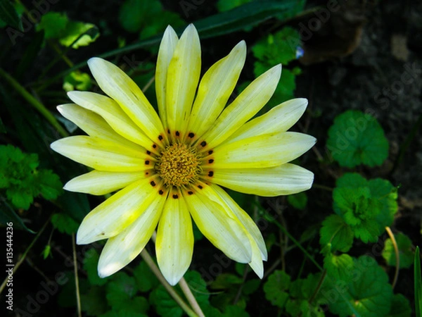 Obraz white-yellow flower