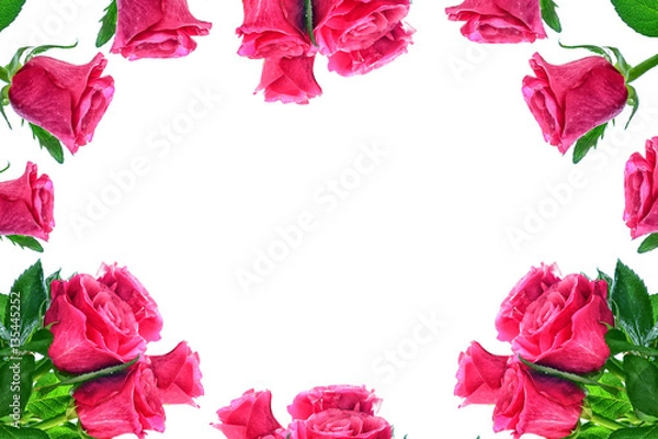 Fototapeta Flower bud roses on a white background