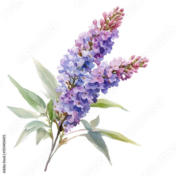 Fototapeta watercolor vector of Butterfly Bush Branch, high quality, isolated on a white background.