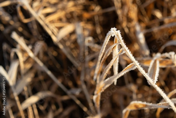 Fototapeta Winter, grass covered with frost, light, shadow.