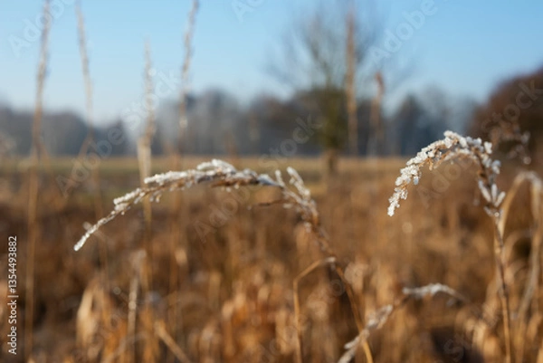Fototapeta A winter landscape, with frost-covered grass stalks in the foreground.