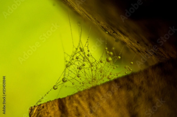 Obraz Spider web with water drops