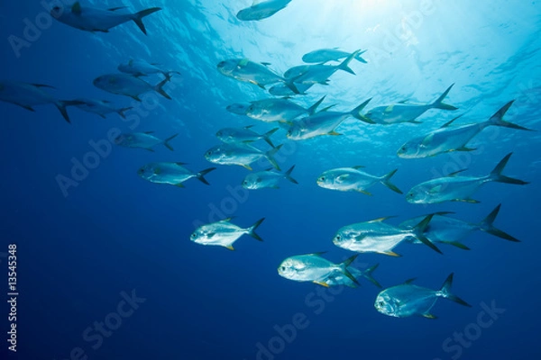 Fototapeta snubnose pompano