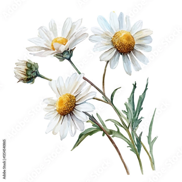Fototapeta watercolor of Chamomile Branch, isolated on a white background.