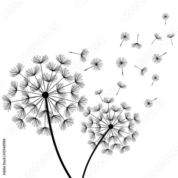 Fototapeta White background with two stylized black dandelions