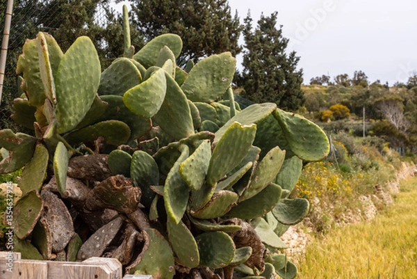 Obraz Prickly pear cactus in the Maltese countryside. A large prickly pear cactus growing in the rural landscape of Malta, surrounded by wild vegetation and rocky terrain under an overcast sky.