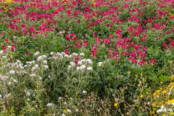 Obraz Colorful wildflower field in spring, Malta. A vibrant field of wild white, pink, and yellow flowers blooming in spring in Malta. A beautiful natural scene showcasing the island’s rich flora