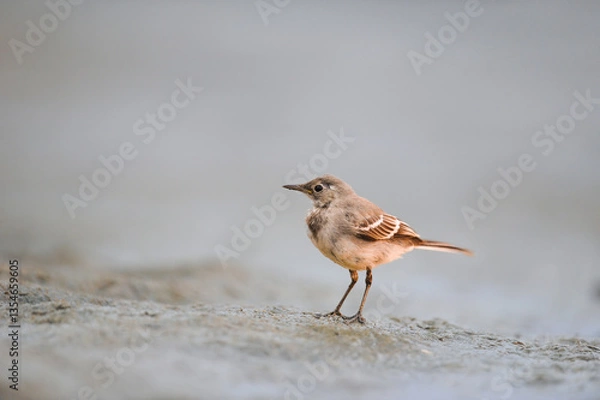 Obraz hirondelle jaune
