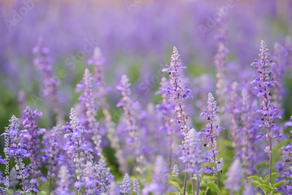 Fototapeta Blue Salvia flowers in the field