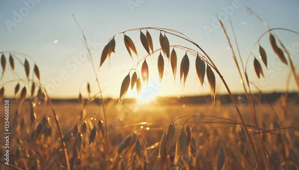 Obraz oats close-up in an open field