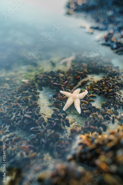 Obraz Mussel banks with small shells and living seastar in salty seawater along the coast