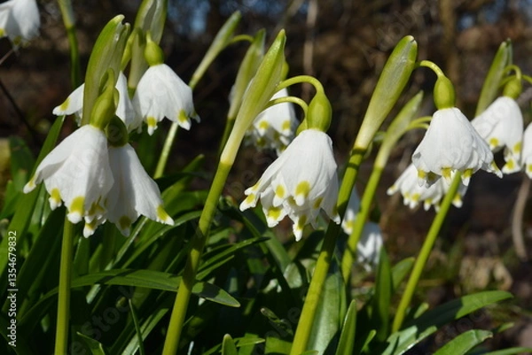Fototapeta Spring flowers, white bells, spring background