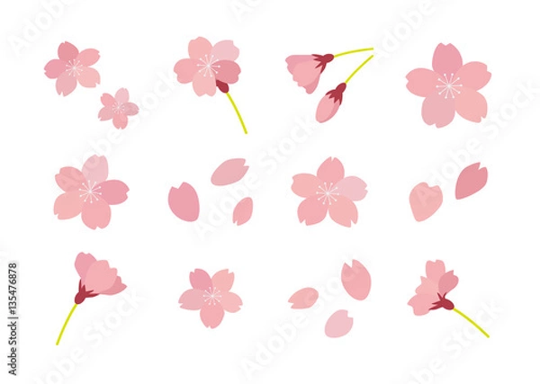 Fototapeta Zestaw ilustracji kwiat wiśni