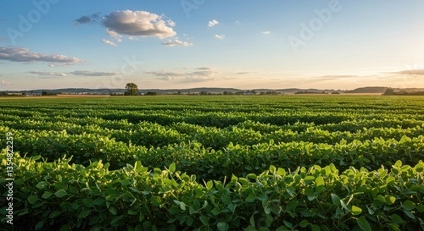 Obraz A beautiful agricultural landscape showcasing lush soybean fields beneath a bright blue sky with fluffy clouds. Sunlight creates a warm glow over the tranquil crops, harmonizing nature and farming.