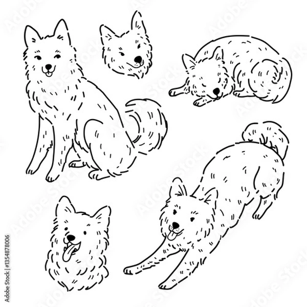 Fototapeta A set of vector images of Yakut huskies on a white background.