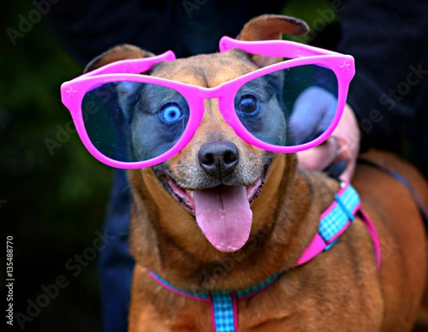 Obraz Crazy Eyed Dog