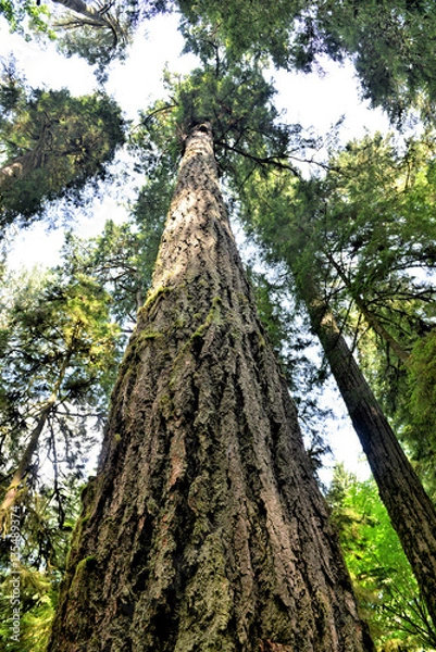 Fototapeta Géant parmi les géants