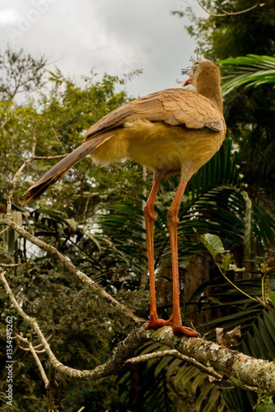 Obraz Brazilian Bird