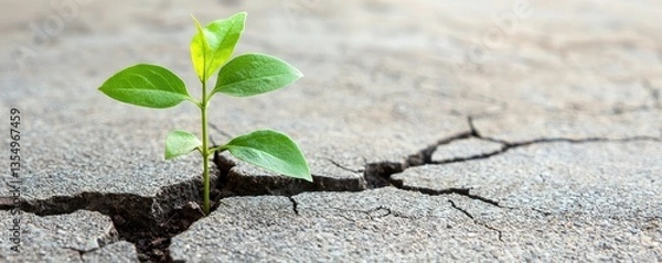 Obraz A small green plant emerges from a crack in dry concrete, symbolizing resilience and growth in harsh conditions.