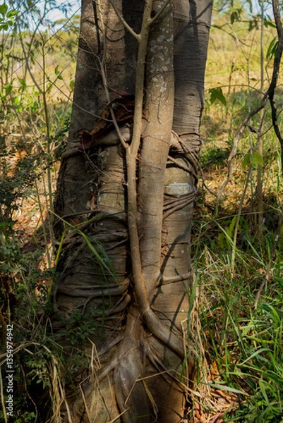 Obraz Parasite Roots in the tree